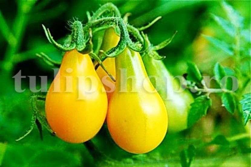 Seminte tomate Yellow Pear 200buc. - Seminte legume Dec 2019