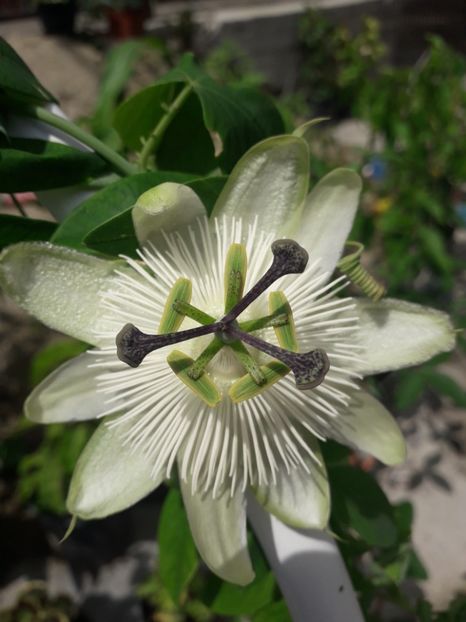  - Talmeș balmeș 2019