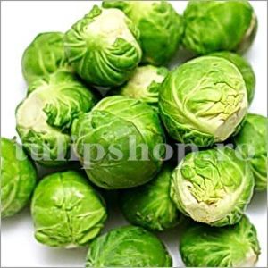 Seminte varza bruxelles Long Island 1000buc. - Seminte legume Dec 2019