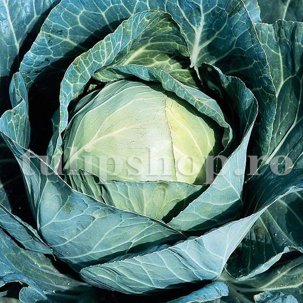 Seminte Varza Buzoiana 500buc. - Seminte legume Dec 2019