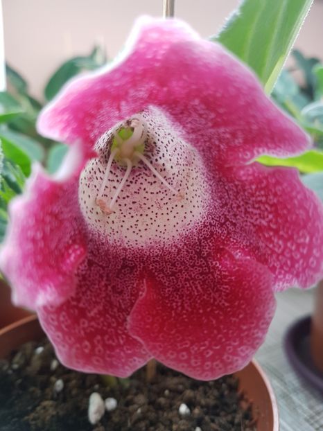 - Gloxinia 2019
