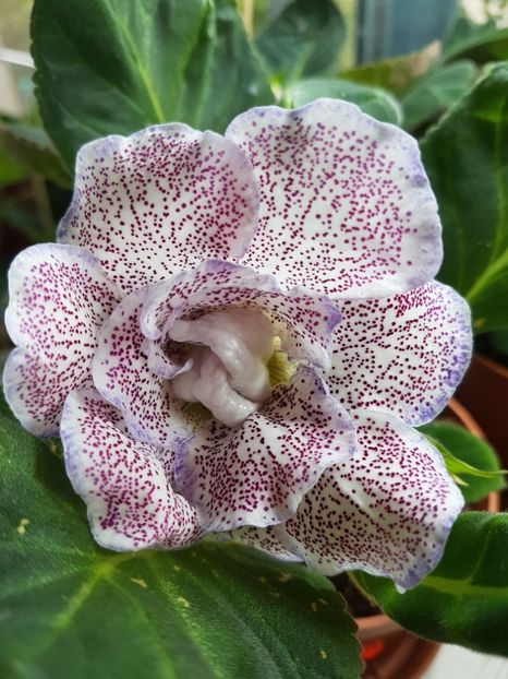 Georgia - Gloxinia 2019