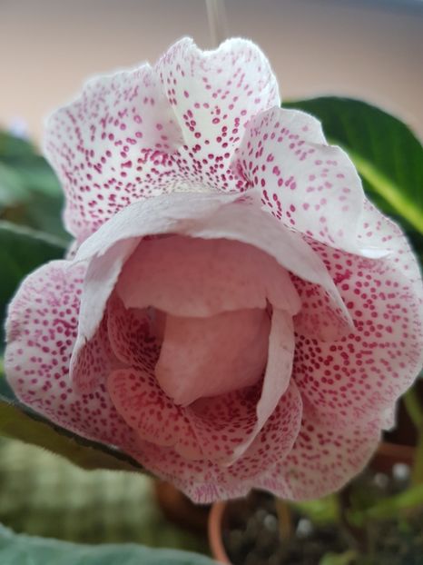 13-2 - Gloxinia 2019