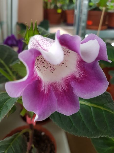 Movalinda - Gloxinia 2019