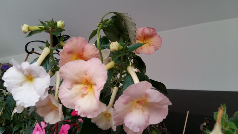  - 0 -- Povestea Yellow Fever care de fapt este Yellow English Rose