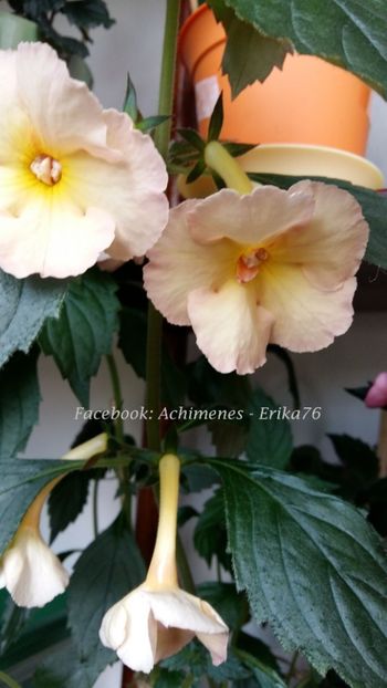 2018 - 0 -- Povestea Yellow Fever care de fapt este Yellow English Rose