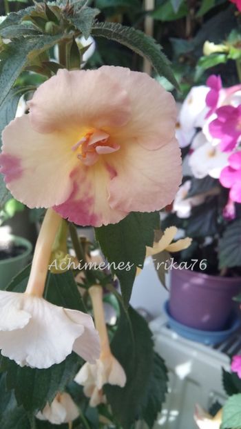  - 0 -- Povestea Yellow Fever care de fapt este Yellow English Rose