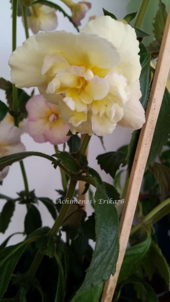 POZE 2019 - 0 -- Povestea Yellow Fever care de fapt este Yellow English Rose