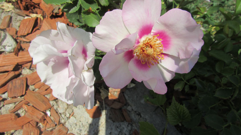  - A A Flori de gradina 3