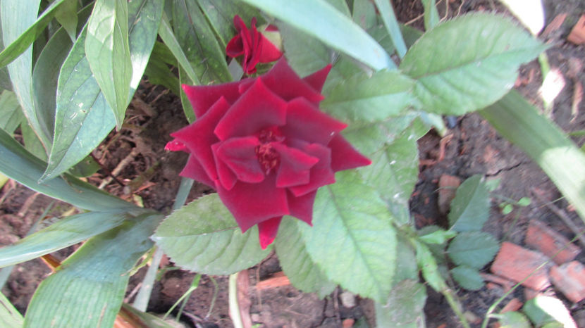  - A A Flori de gradina 3