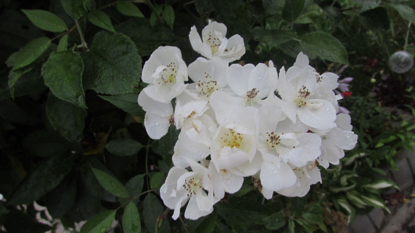  - A A Flori de gradina 3