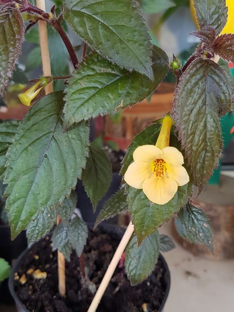 Yellow Beauty - Achimenes 2019