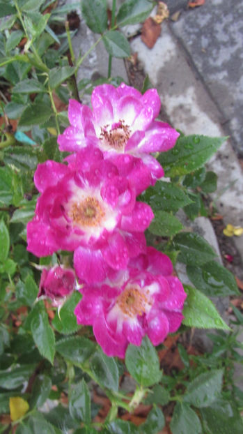  - A A Flori de gradina 3