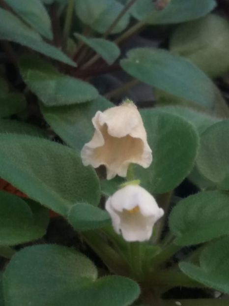  - ZZSenks Alchemy Antique Bells