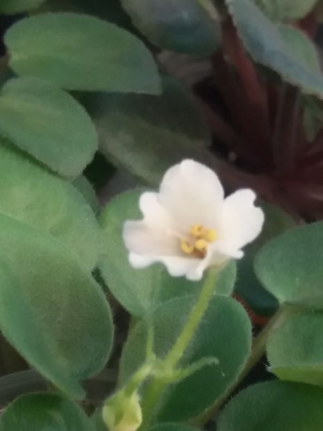  - ZZSenks Alchemy Antique Bells