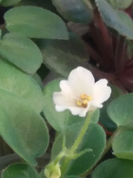  - ZZSenks Alchemy Antique Bells