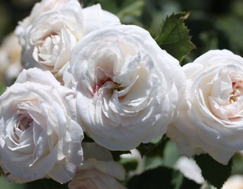 boule-de-neige -8 - BOULLE DE NEIGE