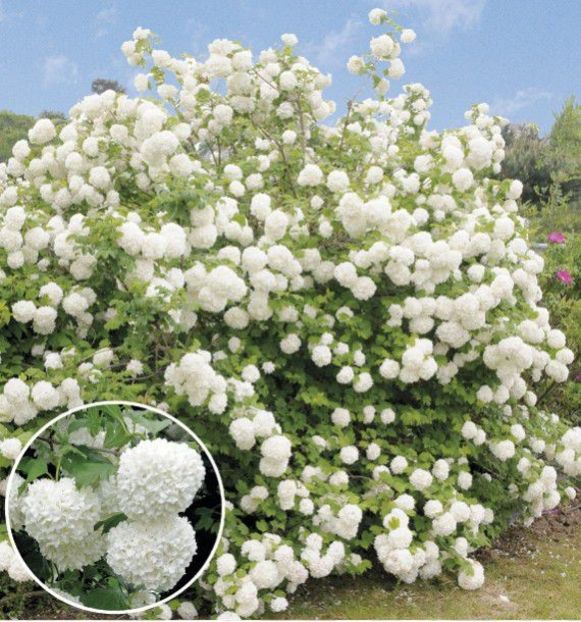 boule-de-neige 9 - BOULLE DE NEIGE