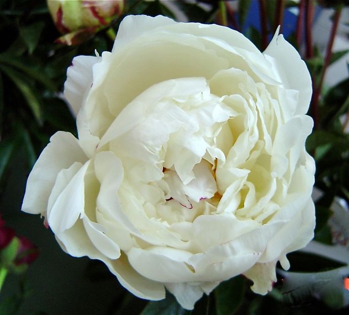 Boule-de-Neige - BOULLE DE NEIGE