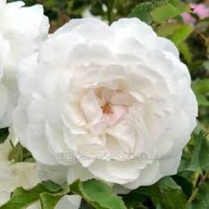 Rosier BOULE DE NEIFE-5 - BOULLE DE NEIGE