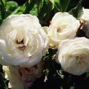 Rosier BOULE DE NEIFE-10 - BOULLE DE NEIGE