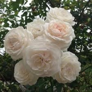 Rosier BOULE DE NEIFE-1 - BOULLE DE NEIGE