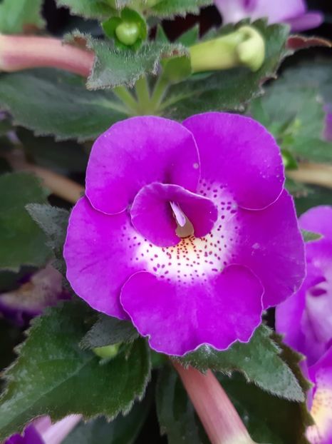 BriD’s Moonlight - Achi din semințe BriDs 2018