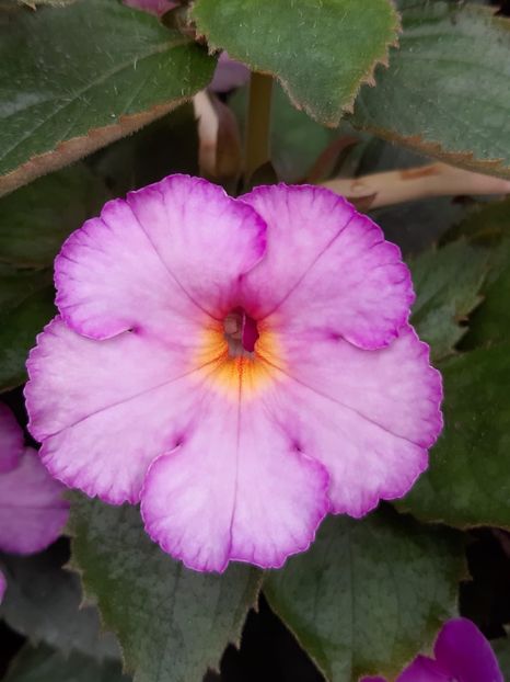 BriD’s Morgensonne - Achi din semințe BriDs 2018