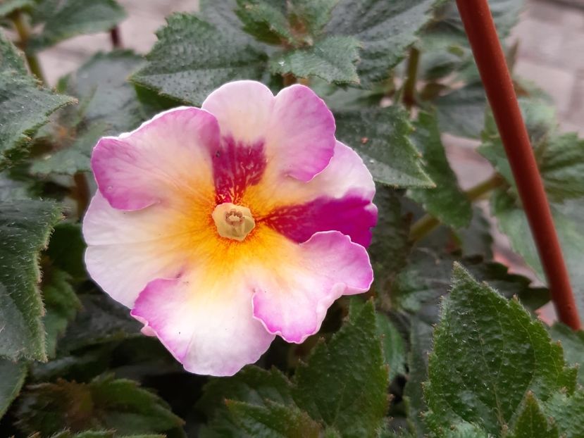 BriD’s Farbenspiel - Achi din semințe BriDs 2018