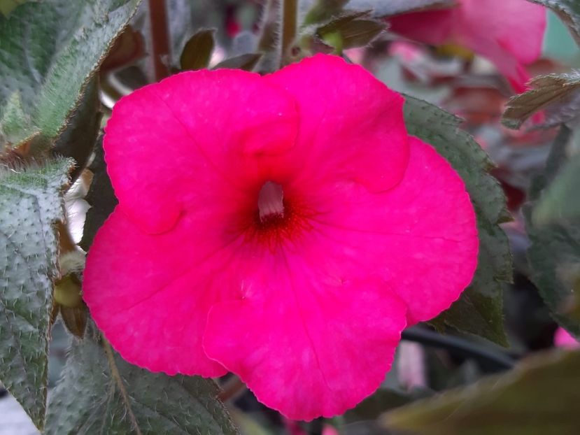 BriD’s Florence - Achi din semințe BriDs 2018