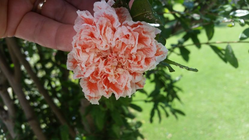 rodiu cu flori batute - Kusadasi 2019