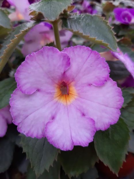 BriD’s Morgensonne - Achi din semințe BriDs 2018