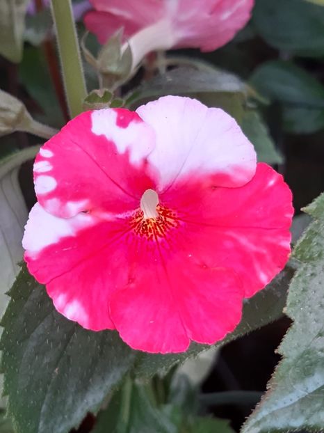 BriD’s Rana - Achi din semințe BriDs 2018