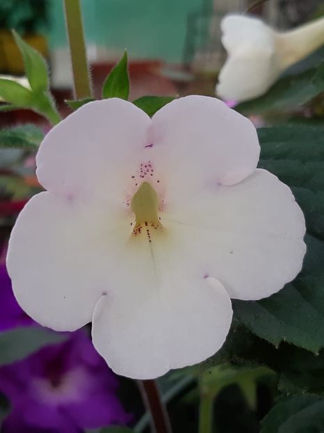 BriD’s Nani - Achi din semințe BriDs 2018