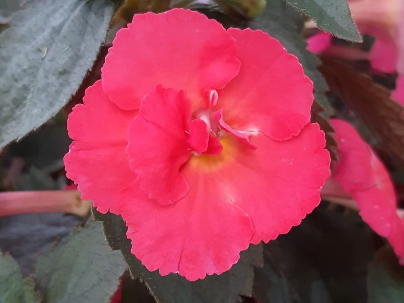 BriD’s Morgenröte - Achi din semințe BriDs 2018