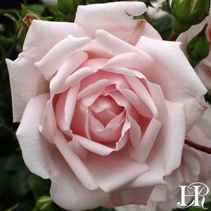 new_dawn_fb - NEW DAWN