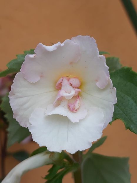 BriD’s Cynthia - Achi din semințe BriDs 2018