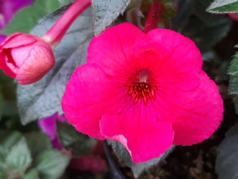 BriD’s Shona - Achi din semințe BriDs 2018