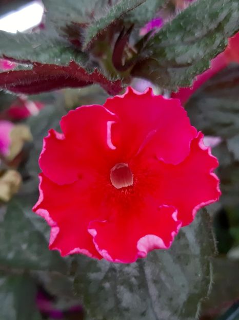 BriD’s Scarlet - Achi din semințe BriDs 2018