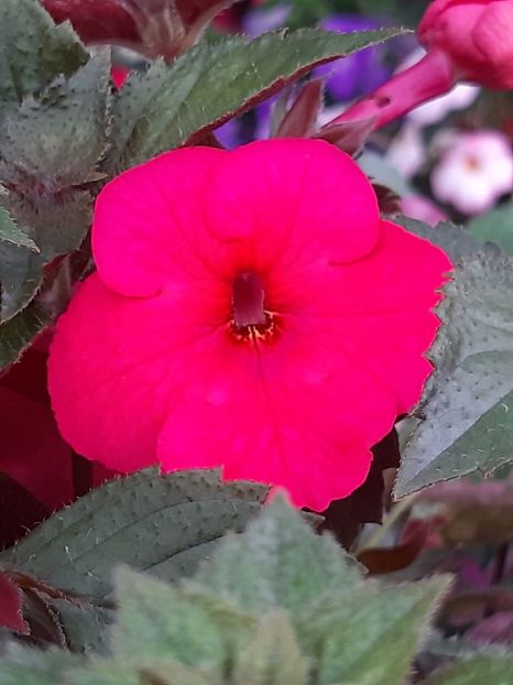 BriD’s Pink Beauty - Achi din semințe BriDs 2018