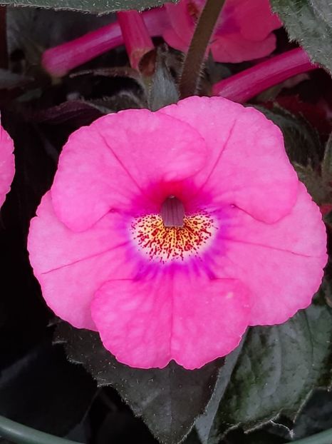 BriD’s Margret - Achi din semințe BriDs 2018