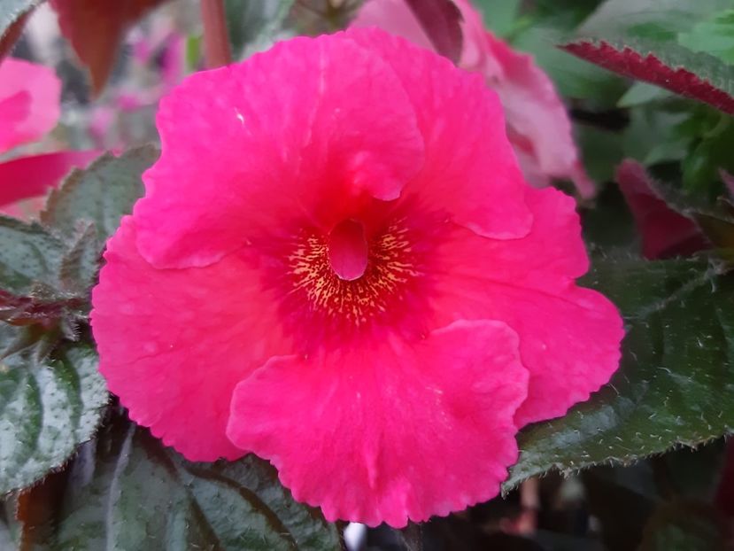 BriD’s Rosso - Achi din semințe BriDs 2018