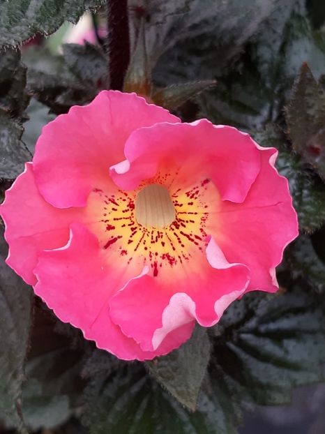 BriD’s Hella - Achi din semințe BriDs 2018