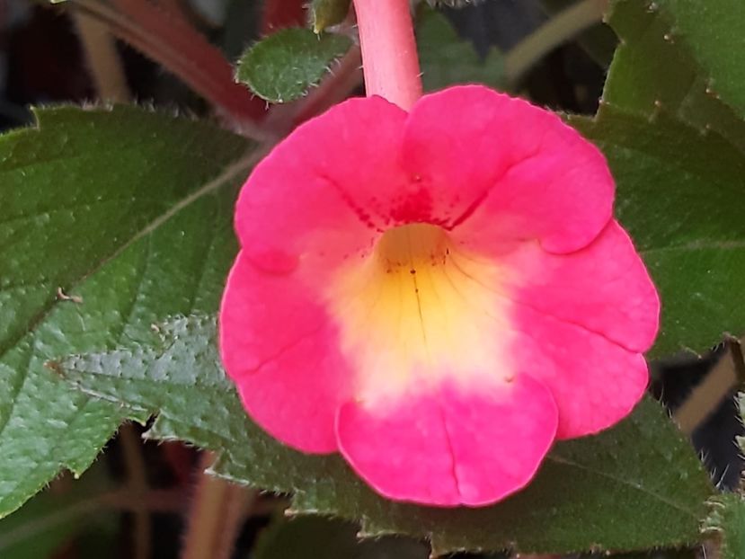 BriD’s Nina - Achi din semințe BriDs 2018