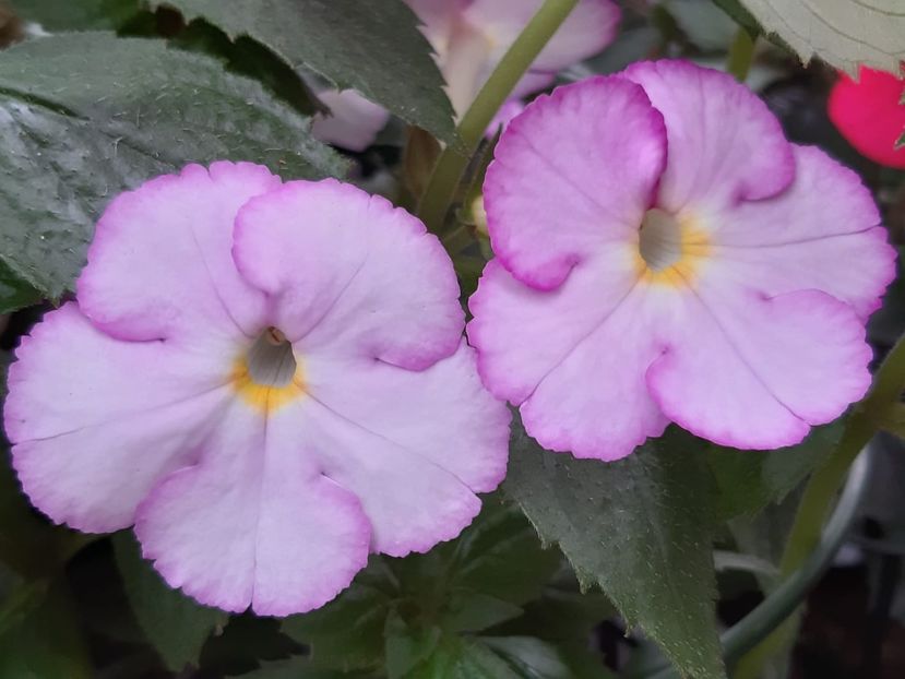 BriD’s Elisa - Achi din semințe BriDs 2018