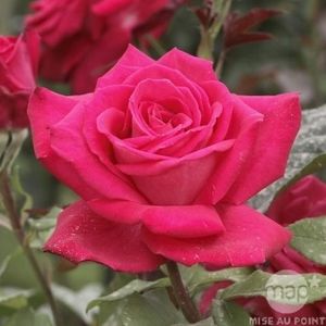 Lolita Lempika-4 - LOLITA LEMPIKA MEZINCARU