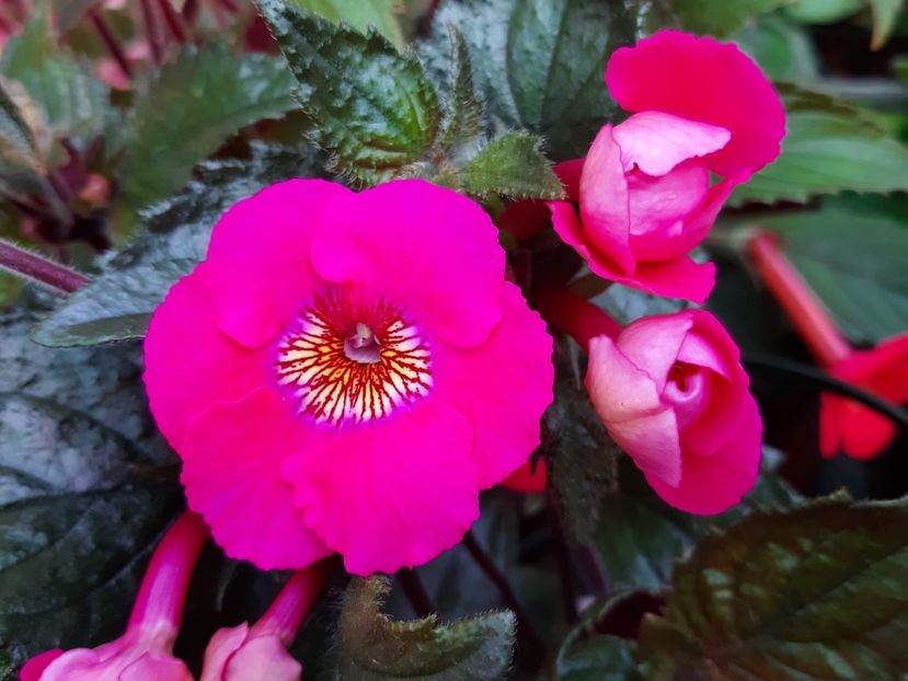 RF‘s Pink Parasol - Achimenes și kohleria 2019