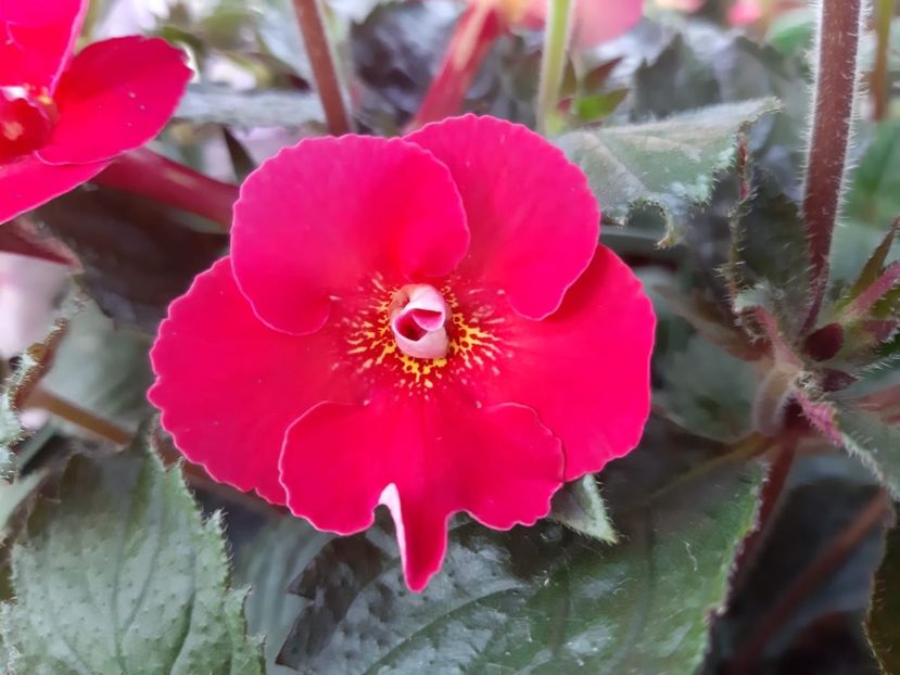 xA.Dor - Achimenes și kohleria 2019