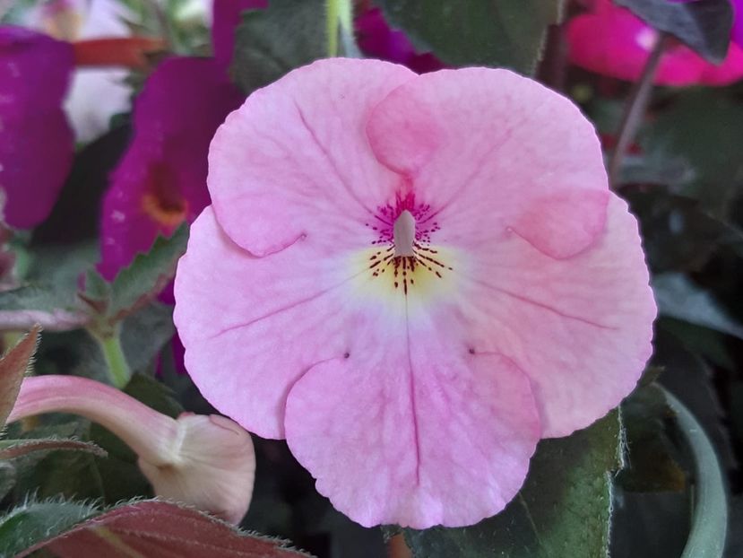 Harecroft - Achimenes și kohleria 2019