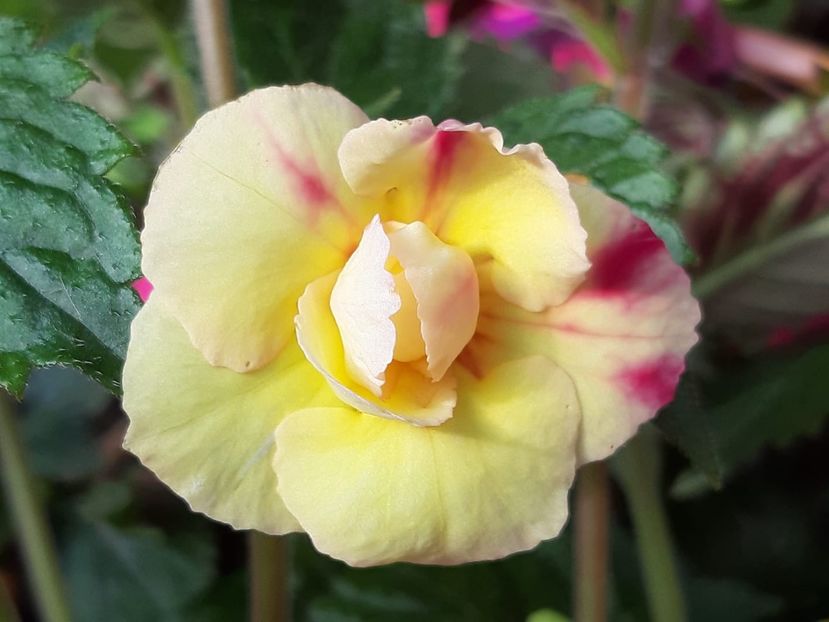 Limoncello - Achimenes și kohleria 2019